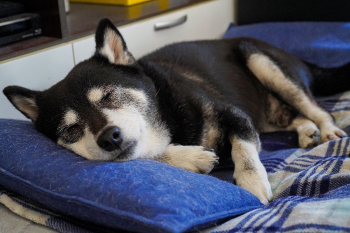 昼寝する老犬