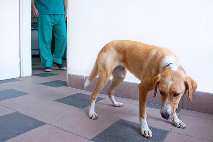 動物病院で怯える犬