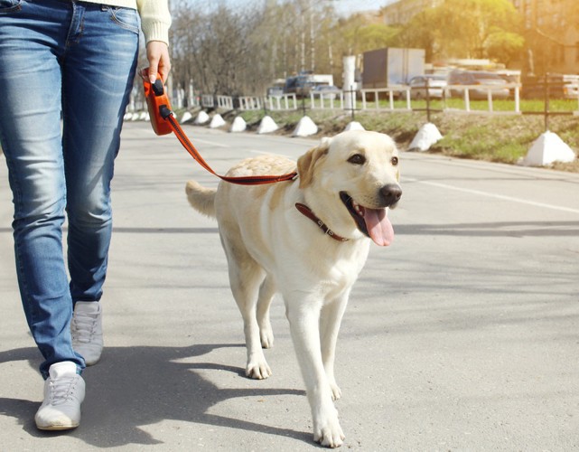 楽しそうに散歩をする犬