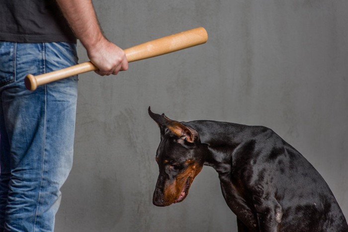 バットと怯える犬