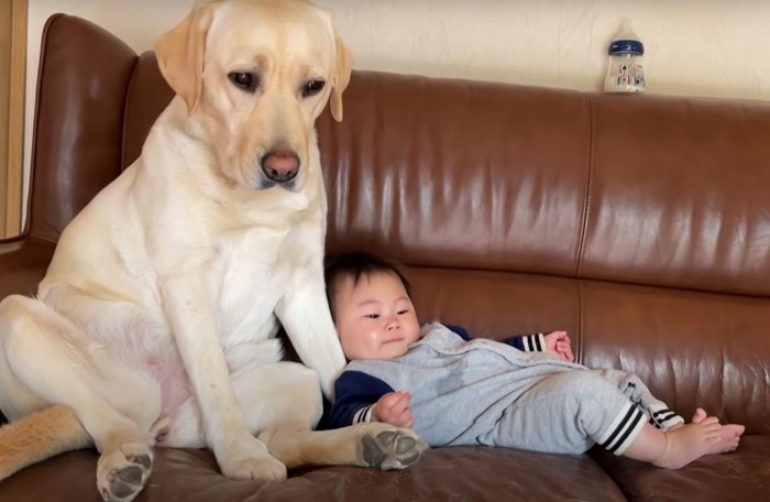 犬にもたれる赤ちゃん