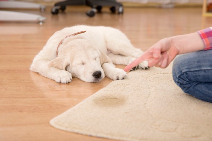 叱られて目を瞑る子犬