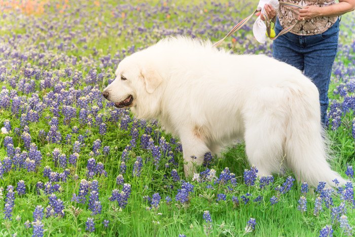 花畑を歩くグレートピレニーズ