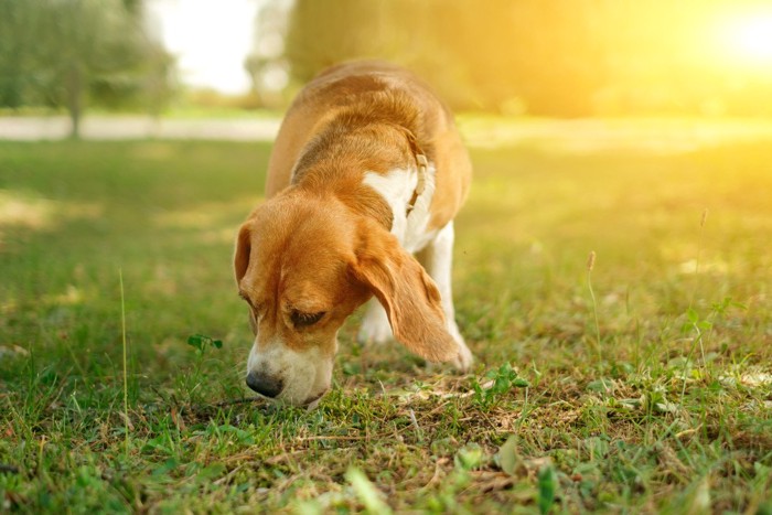 地面のにおいを嗅ぐ犬