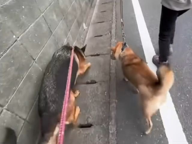 散歩をしているシェパードと柴犬