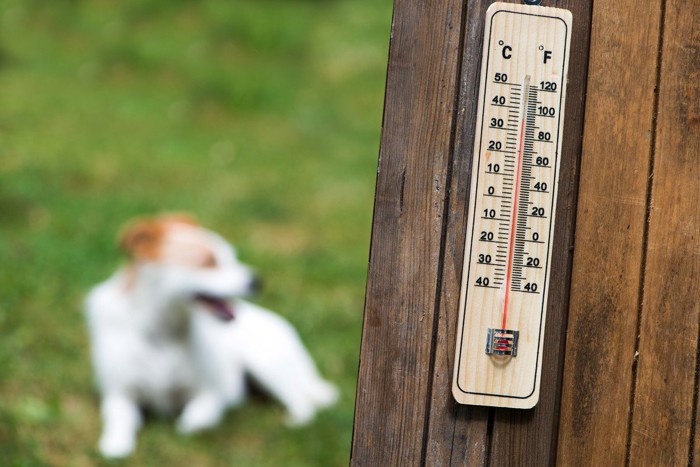 30度以上の温度計と犬