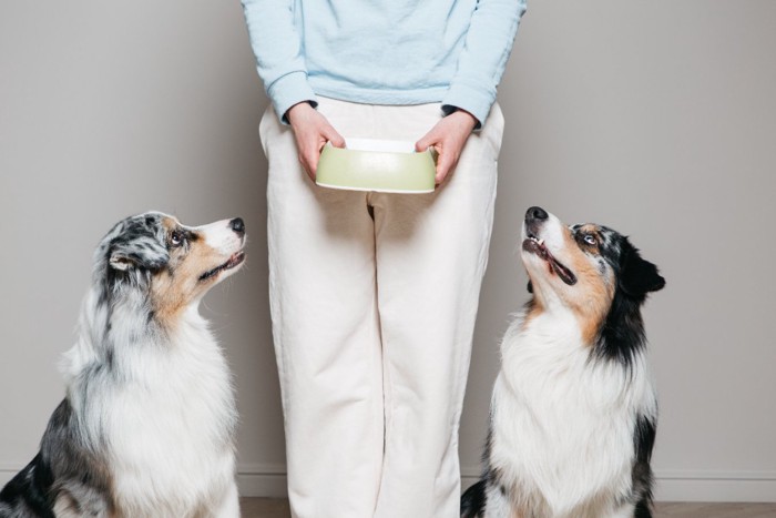 フードボールを持つ女性と2匹の犬