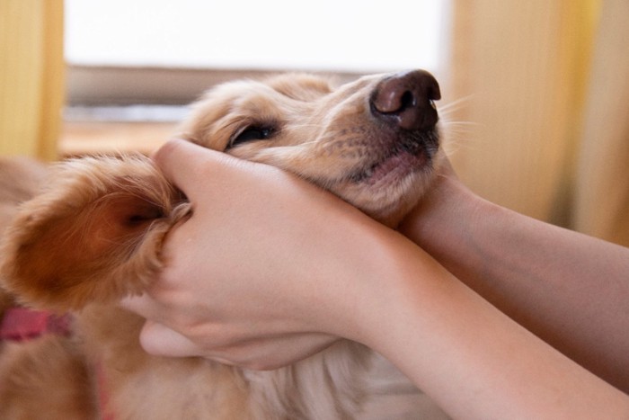 両手で顔を持たれる犬