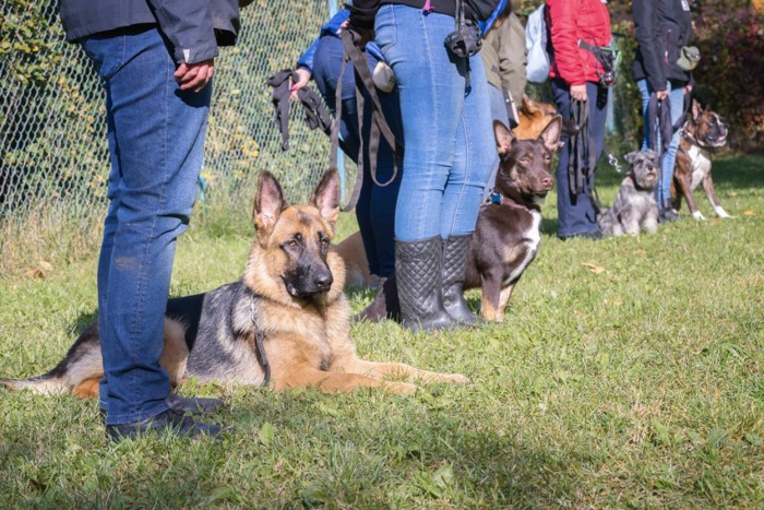 トレーニング中の犬たち