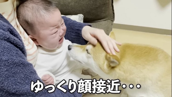 赤ちゃんの顔のそばにいる犬