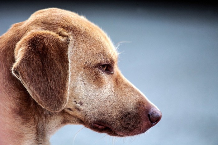 じっと考え込む犬