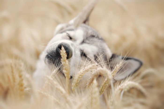 小麦畑の中の犬