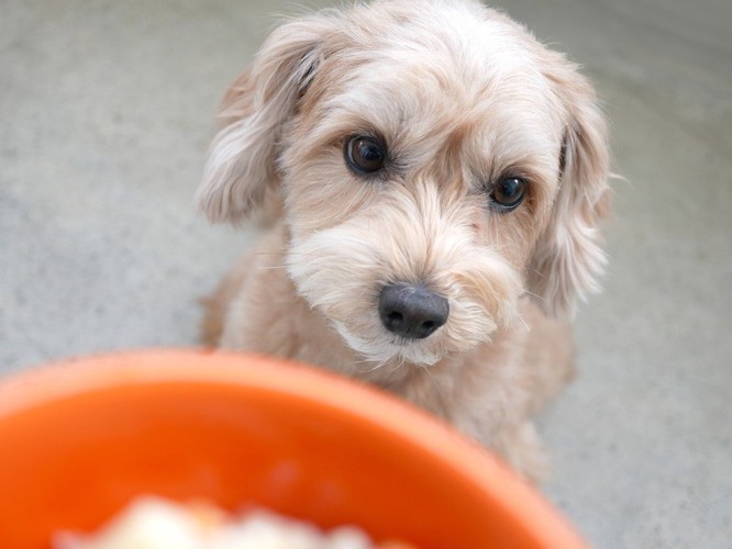 ご飯を見つめる犬