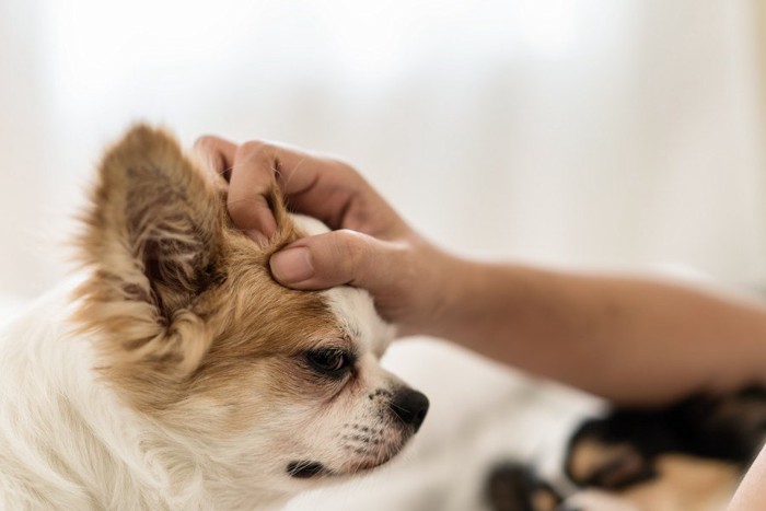 頭を撫でられる犬