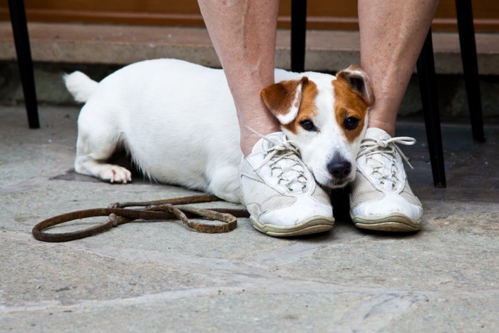 足の間から顔を出す犬