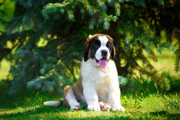 芝生に座る子犬