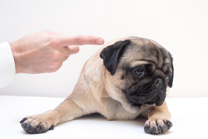 叱られて目をそらす犬