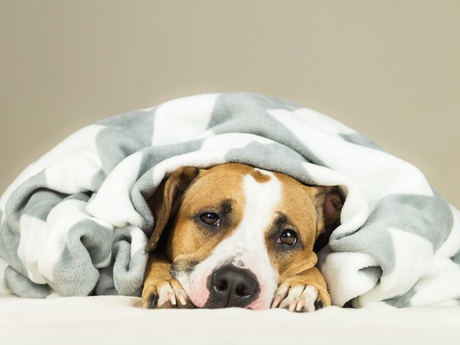 毛布にくるまって寝る犬