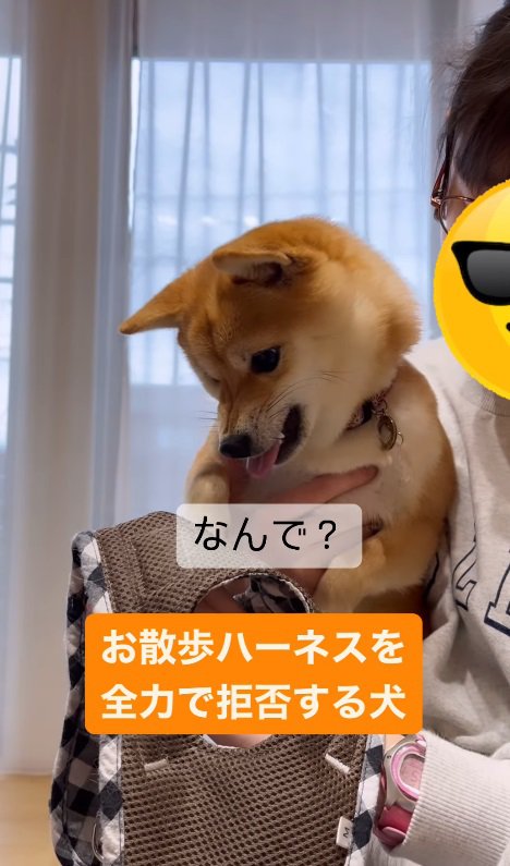 譲らない飼い主さんにイライラ