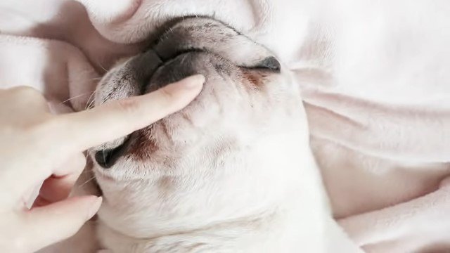 犬の顎を触る人の手