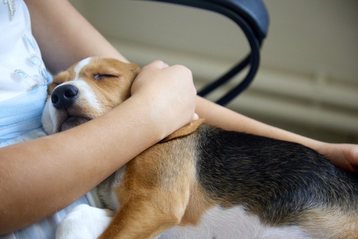 甘えて寝ている犬