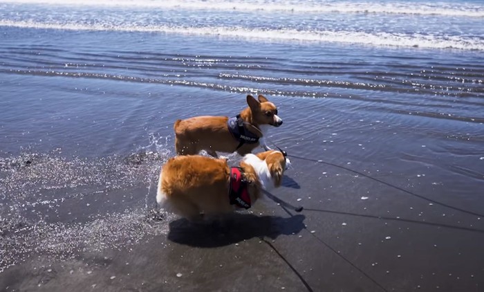海辺を走る犬達