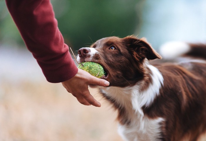 ボールをくわえて渡そうとしない犬