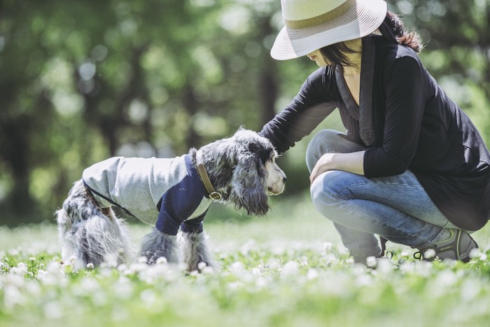 服を着たスパニエルの老犬と女性