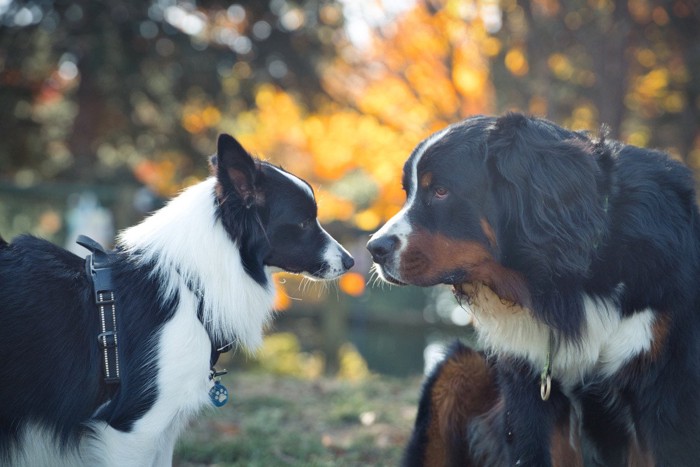 鼻を近づけ向かい合う犬