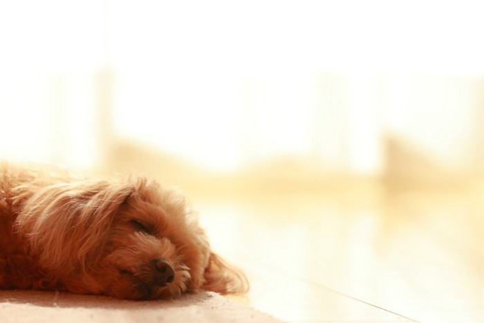 日向ぼっこしながら寝そべる犬