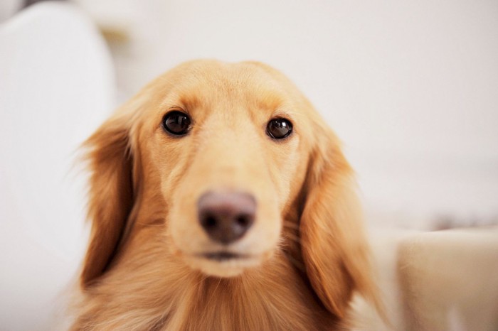 不満そうな犬の表情