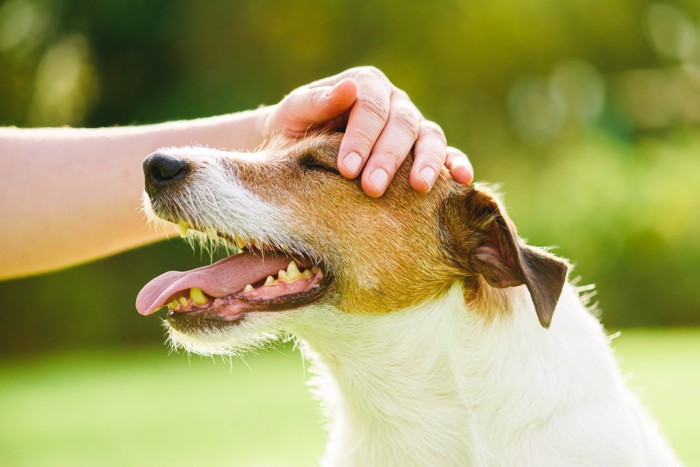 なでられている犬