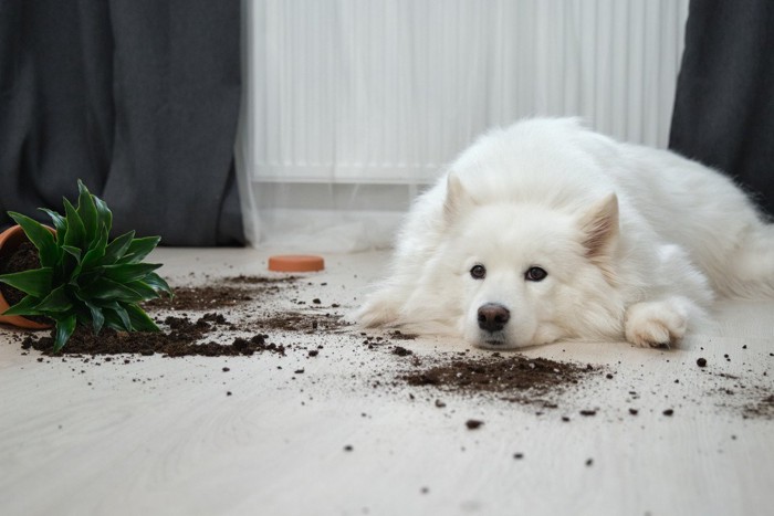 イタズラをした白い犬