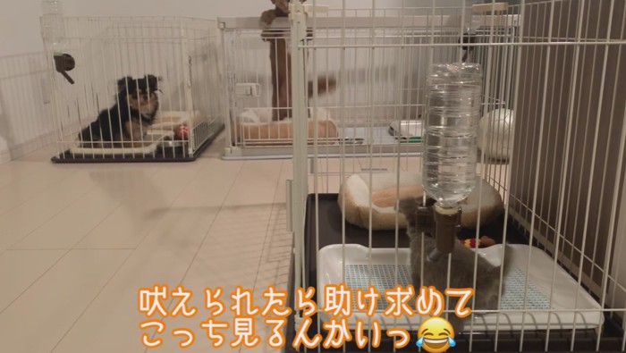 先住犬に挨拶