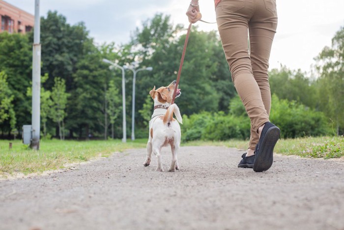 飼い主の顔を見ながら散歩する犬