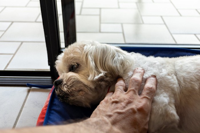 老犬と男性の手