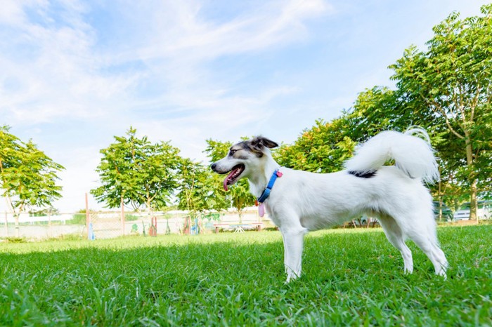 ドッグランの犬