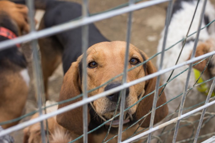 悲しそうな犬