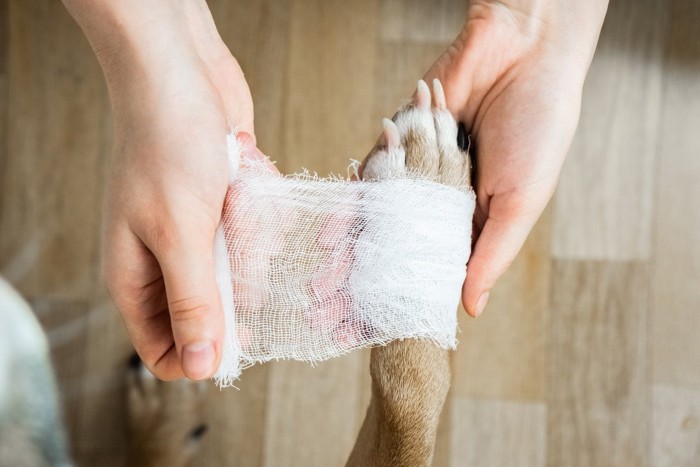 包帯を巻かれている犬の手