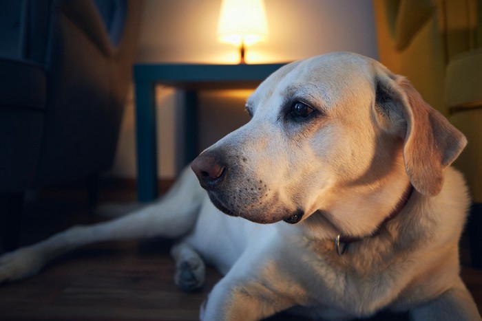 夜に眠れない老犬