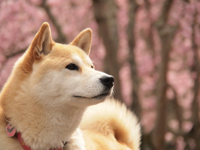 柴犬と梅