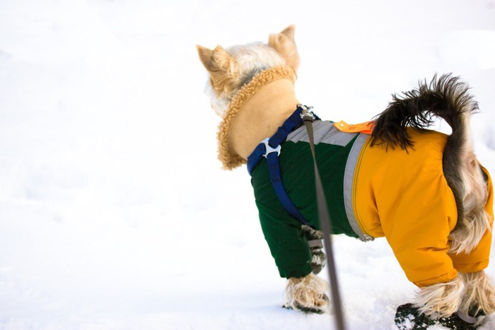 ウェアを着る犬