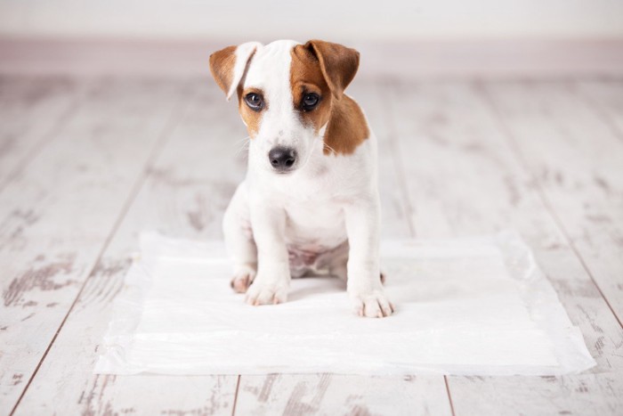 トイレシートにすわる犬