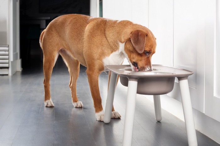 ドッグフードを食べる犬