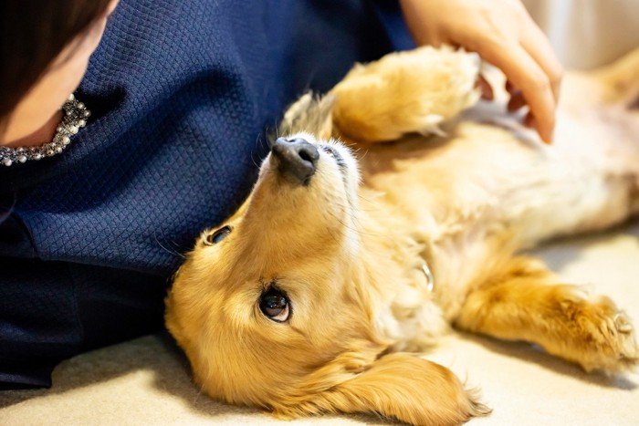 女性と寝転がってアイコンタクトをする犬