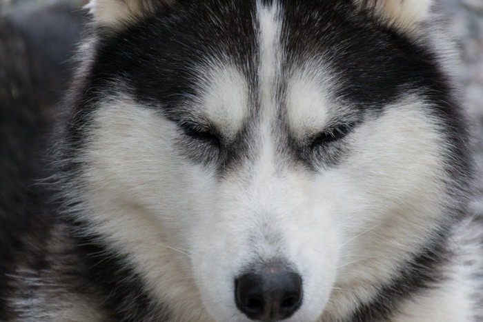 目を細める犬の顔のアップ