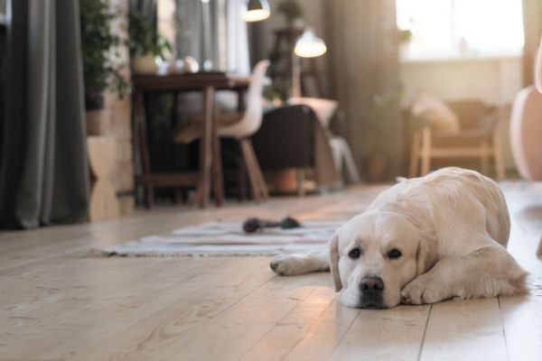 部屋で伏せする犬