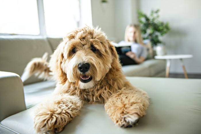 ソファーでくつろぐ犬