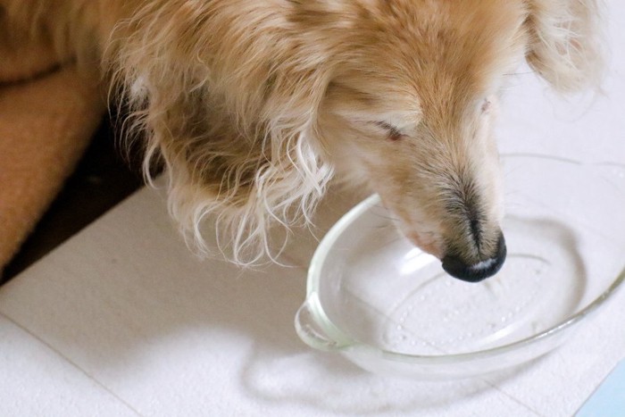 空の食器を舐める犬