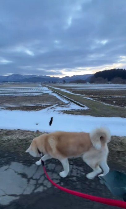 元気にお散歩